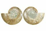 Cut & Polished Crystal-Filled Ammonite Fossil - Madagascar #364918-1